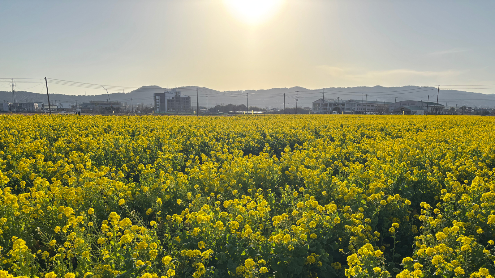 鴨川市　菜な畑ロード